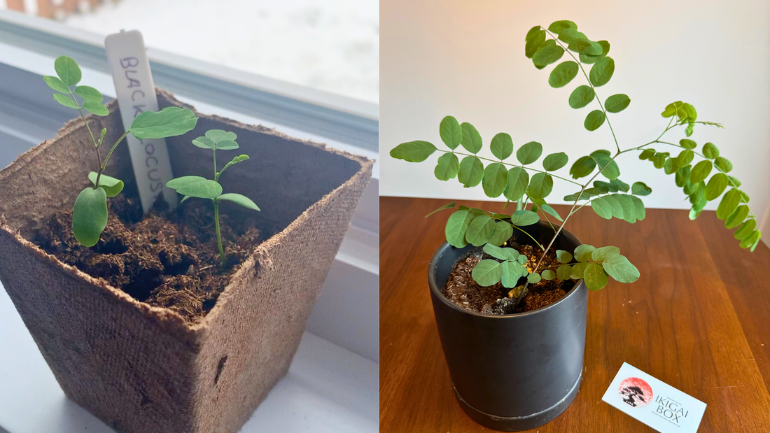 Black Locust: de la graine au Bonsaï en 5 mois