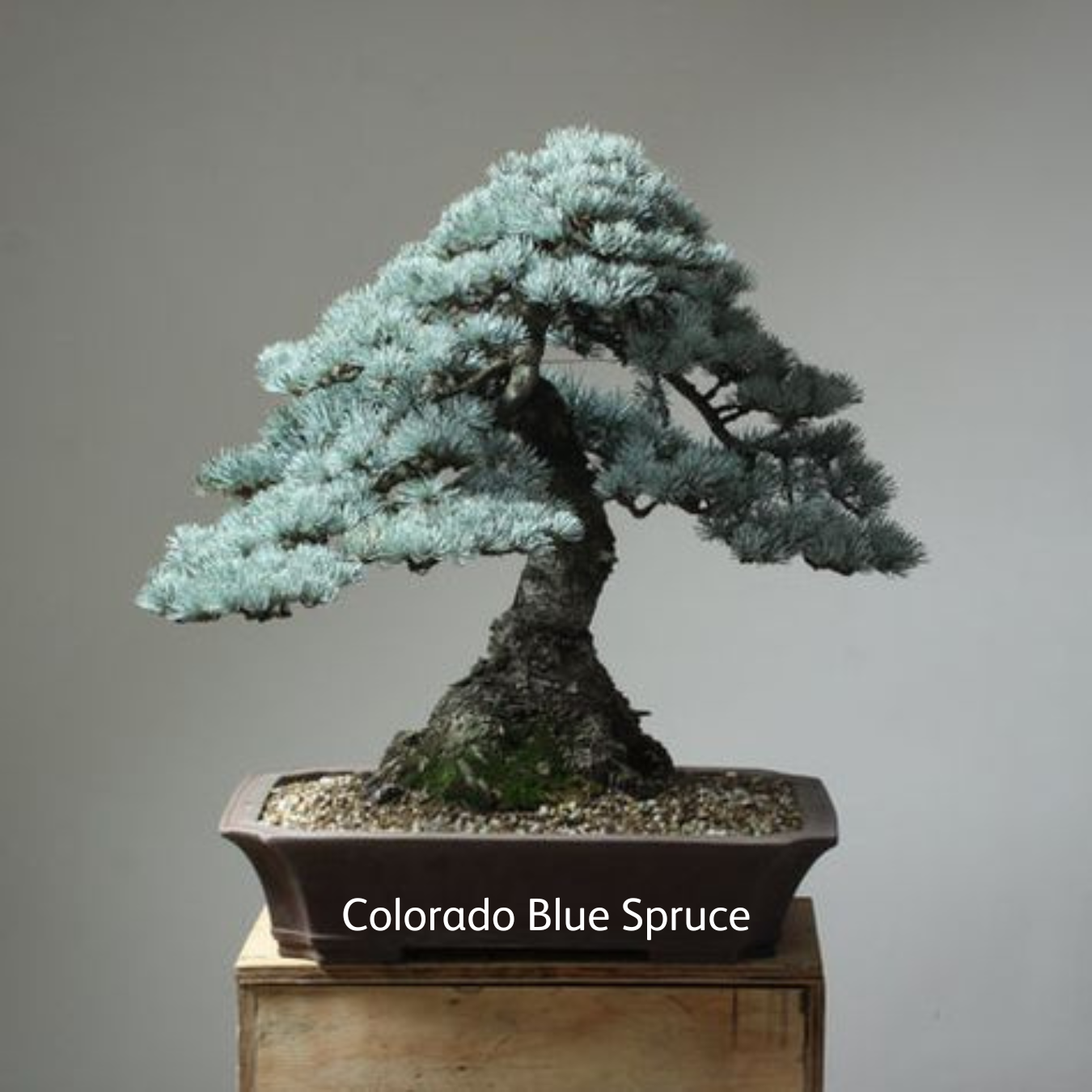 La Bonsai Box est un kit complet pour cultiver des bonsaïs à partir de graines. Chaque coffret comprend 4 types de graines, 4 pots biodégradables, 4 granulés de tourbe, 4 étiquettes imperméables et un guide digital complet. C'est le cadeau idéal pour les amoureux de la nature et les passionnés de jardinage. Livraison gratuite au Canada et aux États-Unis.