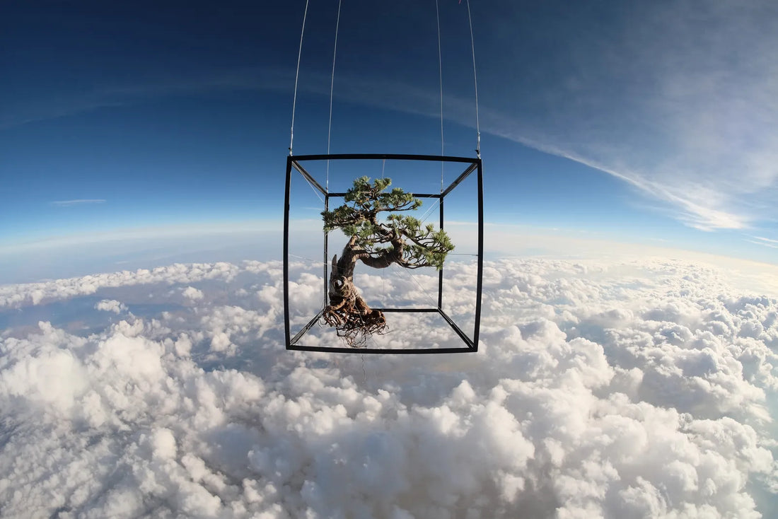 Le saviez-vous ? | Un Bonsai dans l'Espace