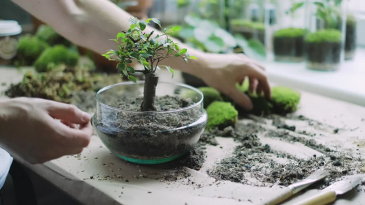 rempotage bonsai