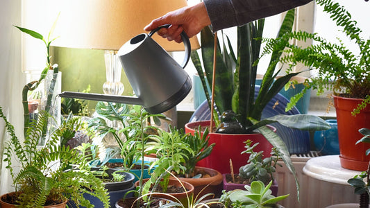 Pourquoi jardiner en hiver ? Bonsaïs et plantes d’intérieur pour un moral au top !