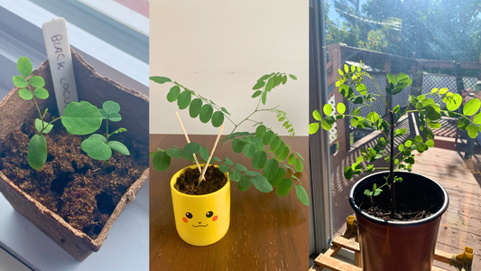 Black Locust : de la graine au bonsaï — guide complet pour réussir sa culture