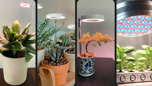 Comment Fonctionnent les Lampes de croissance LED pour Plantes : Tout ce que Vous Devez Savoir