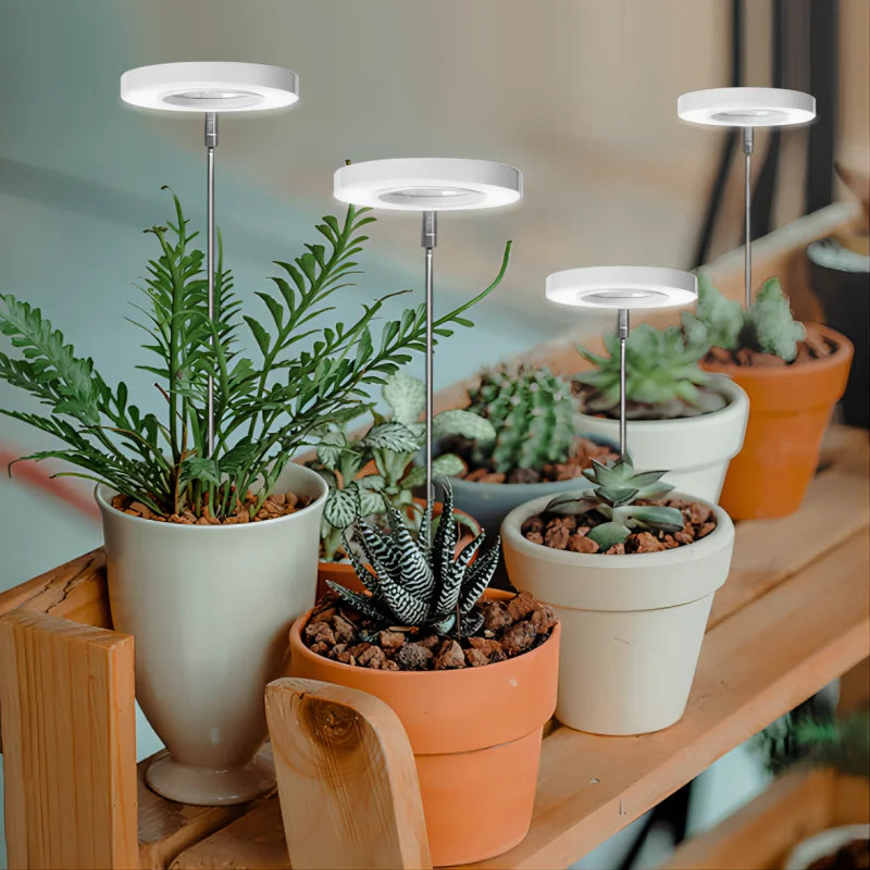 Lampe de Croissance pour mes plantes?