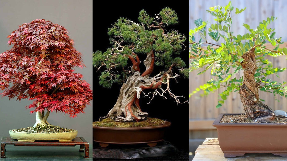 3 Arbres Parfaits Pour D buter Un Bonsa Partir De Graines Ikigai Box 3-arbres-parfaits-pour-d-buter-un-bonsa-partir-de-graines-ikigai-box