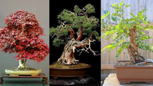 3 arbres parfaits pour débuter un bonsaï à partir de graines