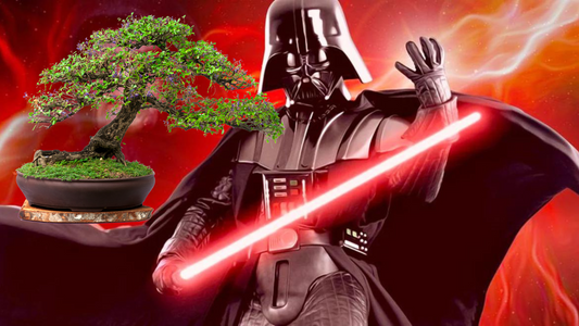 Si Dark Vador avait trouver sa vraie passion: les Bonsai !?