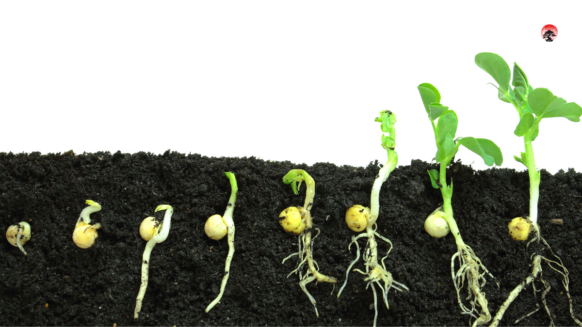 Guide Complet : Conseils de Germination pour Faire Pousser des Bonsaïs ...