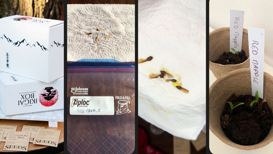 Guide pour faire germer des graines de Red Maple