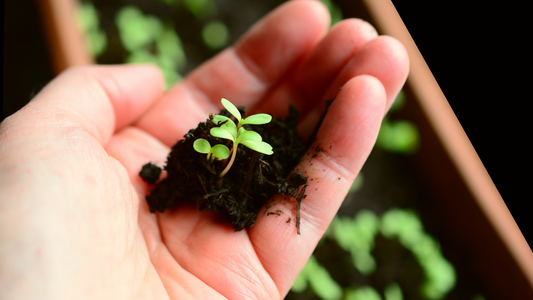 Pourquoi le printemps est le moment idéal pour démarrer vos semis (et encore plus vos bonsaïs !)