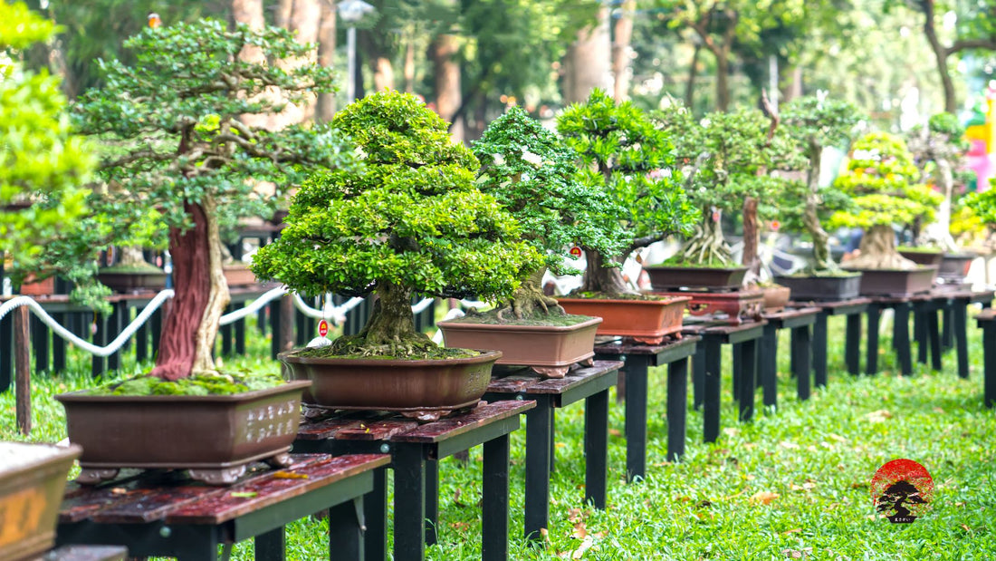 Pourquoi le Solstice d'Été est Parfait pour Commencer un Bonsai