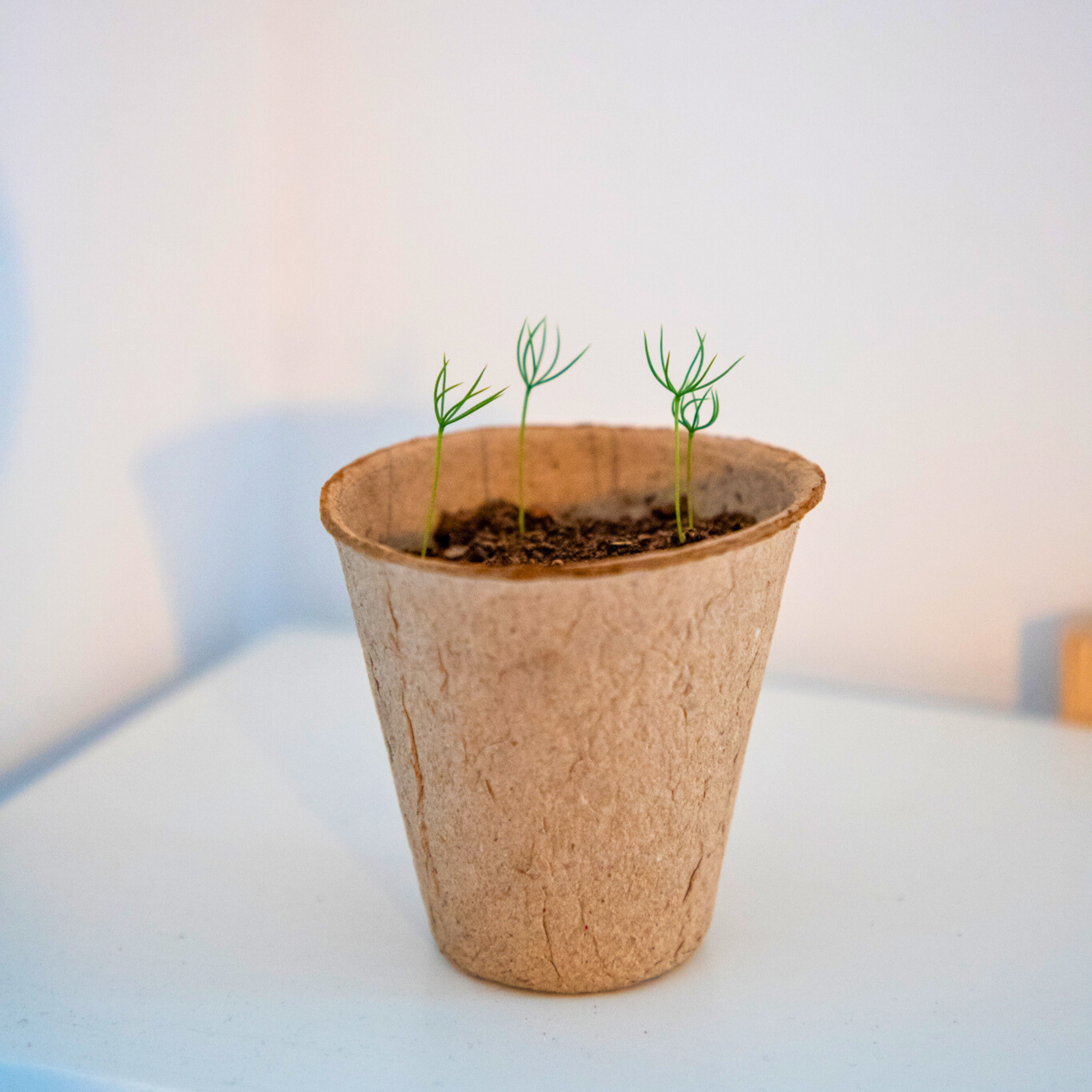 Japanese Cedar 4 semaines
