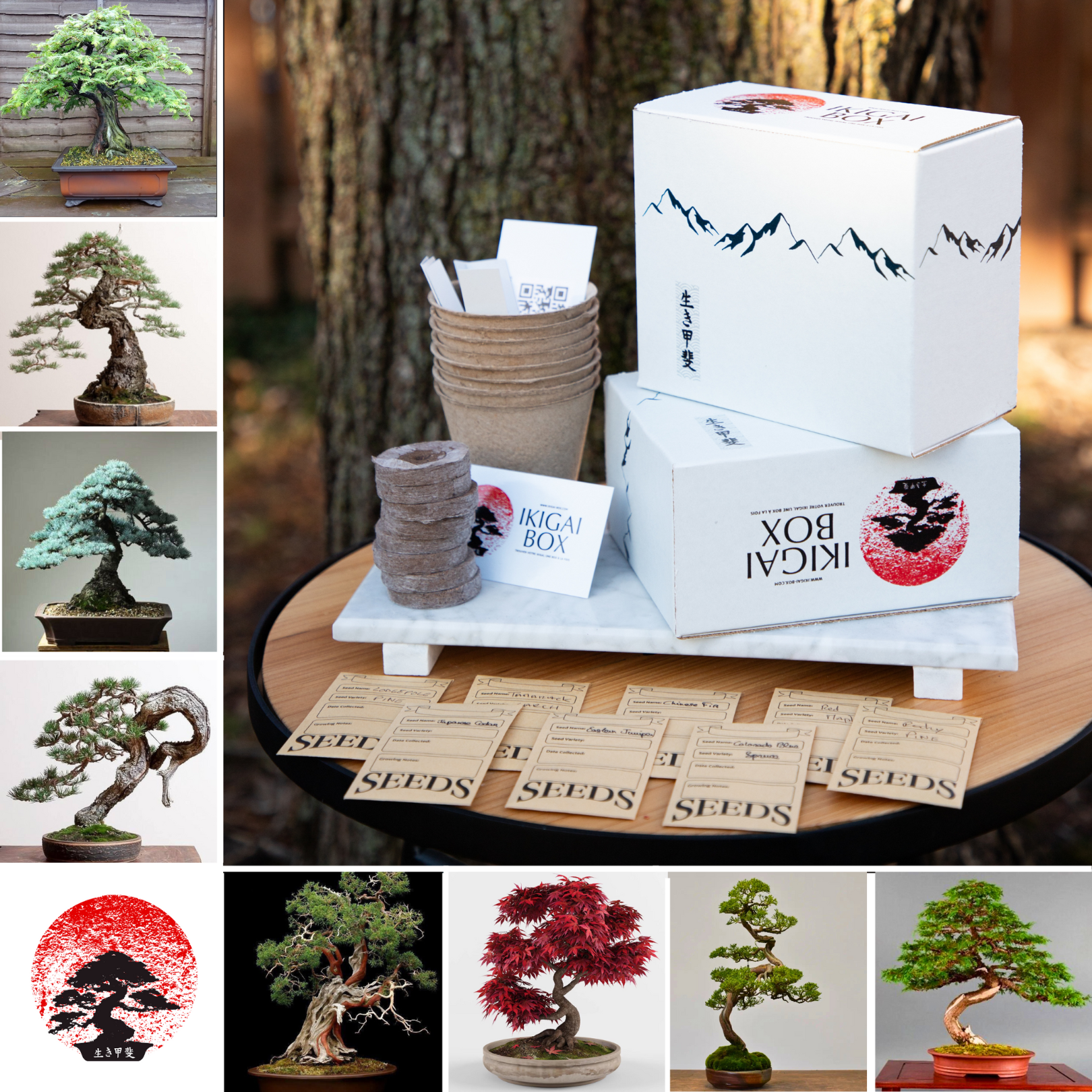 bonsai tree in a box Bonsai Box Deluxe