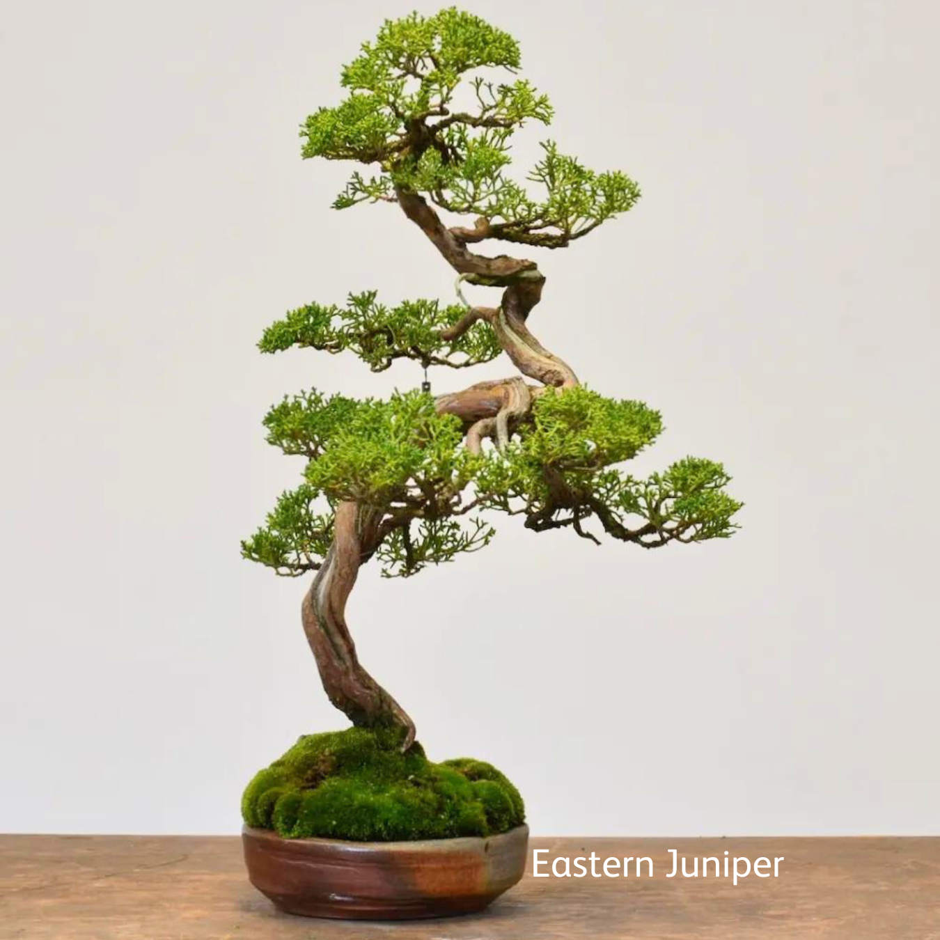 La Bonsai Box est un kit complet pour cultiver des bonsaïs à partir de graines. Chaque coffret comprend 4 types de graines, 4 pots biodégradables, 4 granulés de tourbe, 4 étiquettes imperméables et un guide digital complet. C'est le cadeau idéal pour les amoureux de la nature et les passionnés de jardinage. Livraison gratuite au Canada et aux États-Unis.