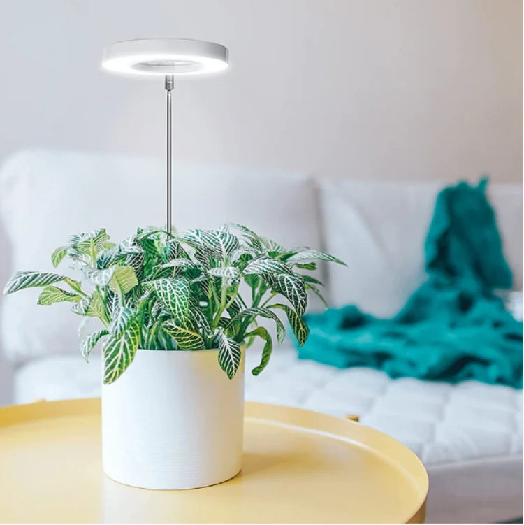 Lampe de croissance pour plantes et bonsaïs avec la technologie LED par ikigai box avec durée et intensité personnalisable. Livraison offerte au Canada et États-Unis