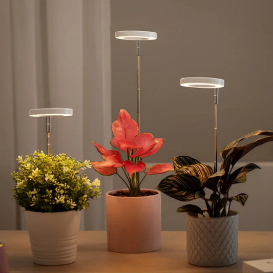 Lampe de croissance pour plantes et bonsaïs avec la technologie LED par ikigai box avec durée et intensité personnalisable. Livraison offerte au Canada et États-Unis