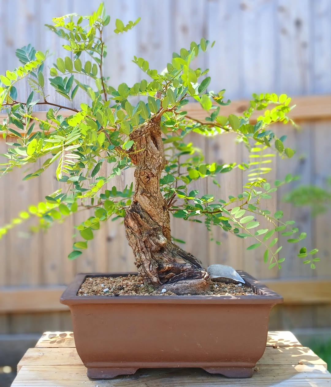 Bonsai box